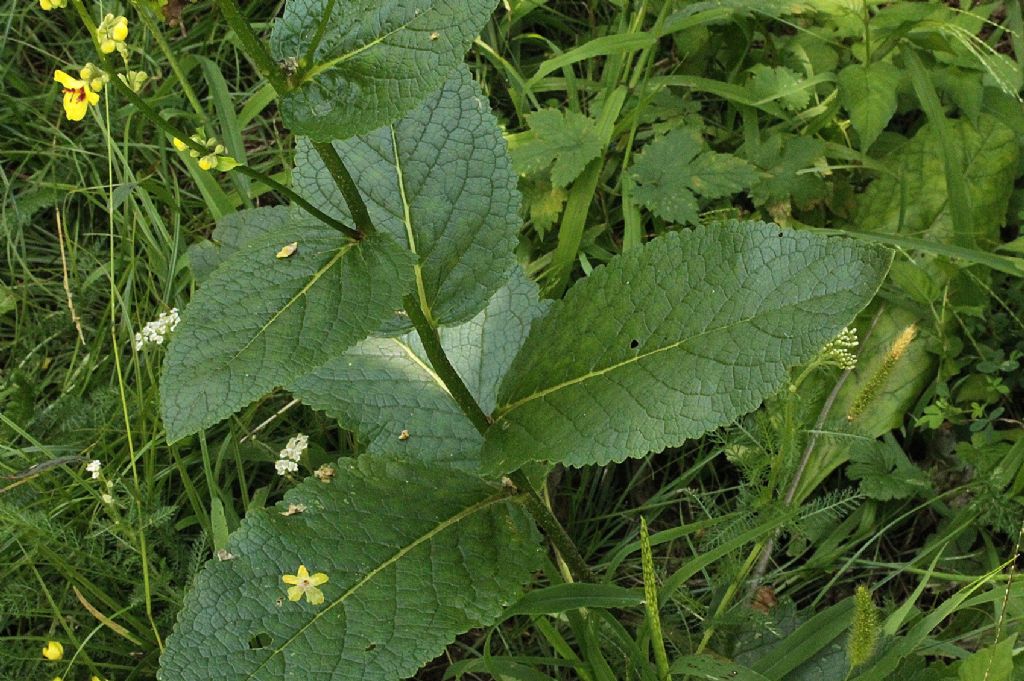 Verbascum chaixii / Verbasco di Chaix